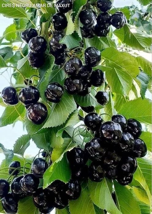 Vând Pomii Fructiferi Columnari anul 3 de vegetație  Certificați