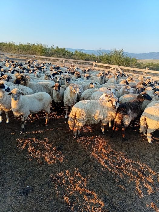 Vând oi țurcane !!