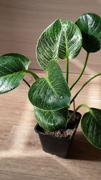 Филодендрон  Биркин