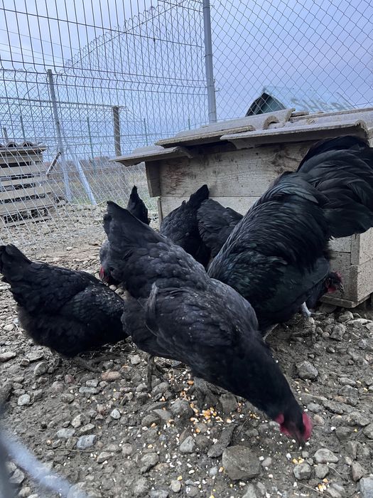 Oua pentru incubator sau familie 6+1 australorp