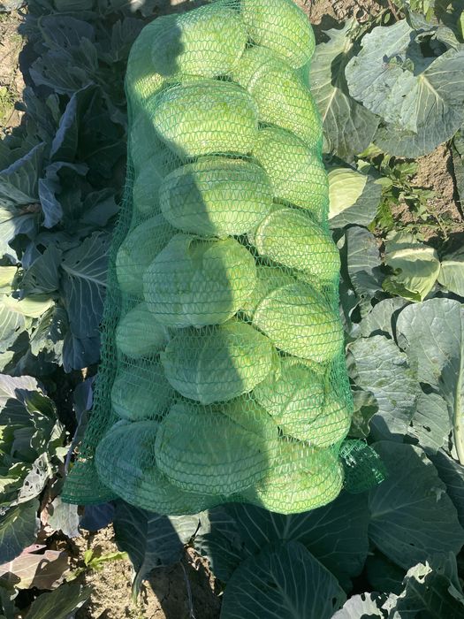 Vand Varza de toamna Crusoe cu frunza subtire Angro!