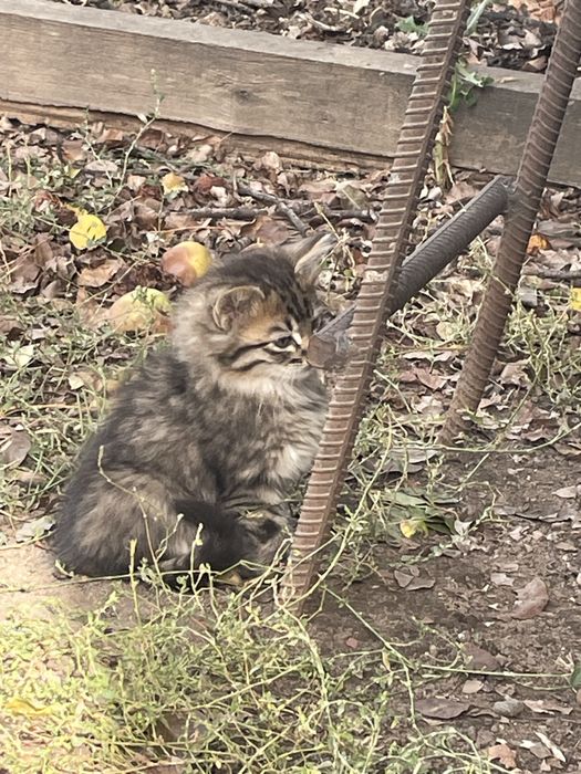 Ищем семью для котят.
