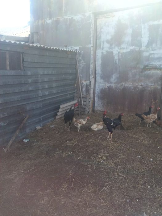 Бойцовые цыплята