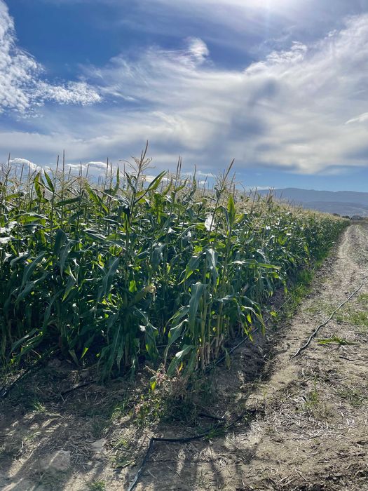 Замразена сладка царевица на кочани