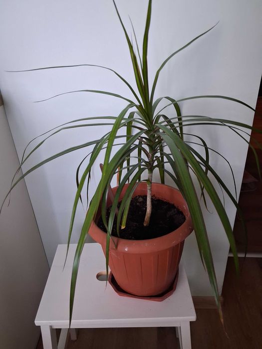 Стайни растения -Коледничета,  Драцена