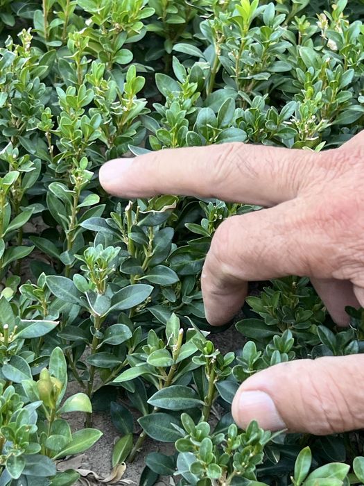 shamshod kochat 1,5 yillik