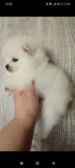 Померанский шпиц, 1,5 мес, помиранский