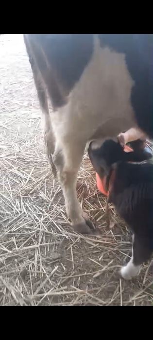 бұзаулы сиыр сатылады