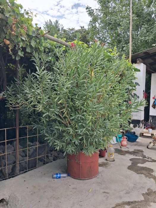 Gul sotiladi kata xaryili gulaydi narxi bir milon bulishi kami yuq