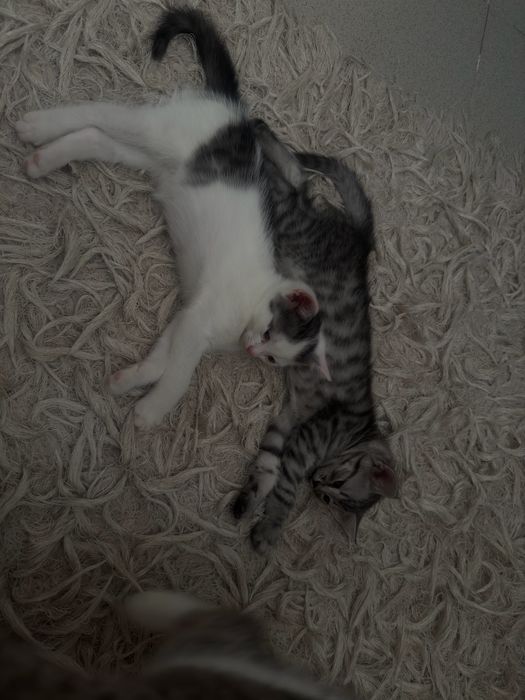 Отдам в добрые руки