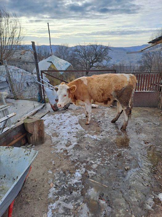 Juninca baltata gestanta