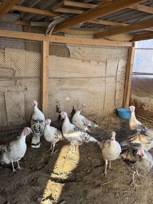 Индюк сатылады 11 шт