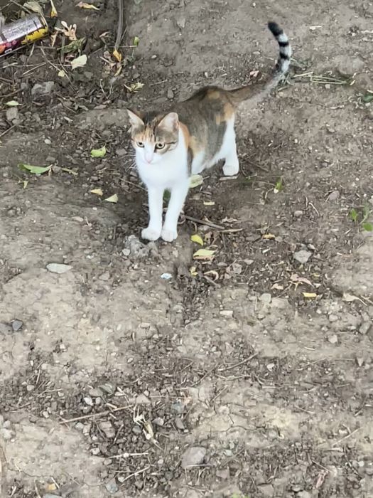 Котенок кошки кот