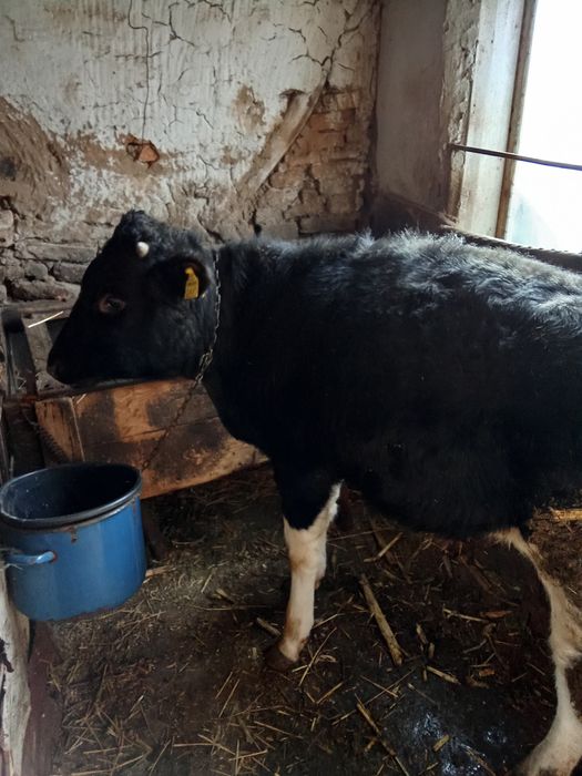 Taur și vițea de vânzare