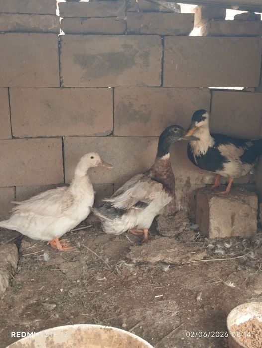 Ўрдаклар сотилади