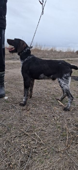 Продам Дратхаар кобеля