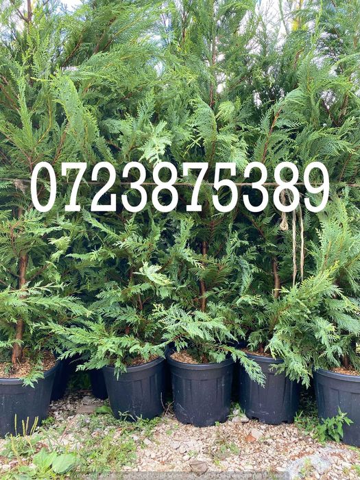 Leylandii – Aspect Elegant pentru Amenajări Exterioare