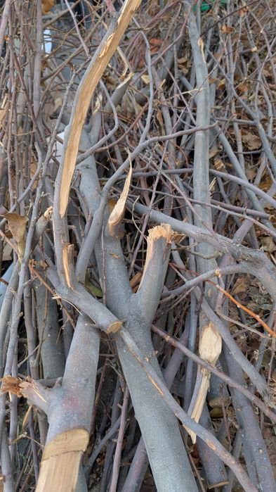 Дрова ветки o‘tin, shox-shabba, daraxt shoxlari, yoqilg‘i, pech uchun