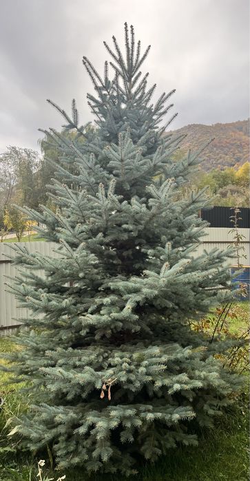 Ёлки разной высоты