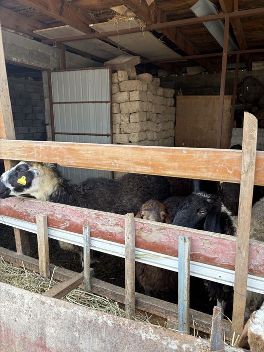 Қойлар сатылады срочно