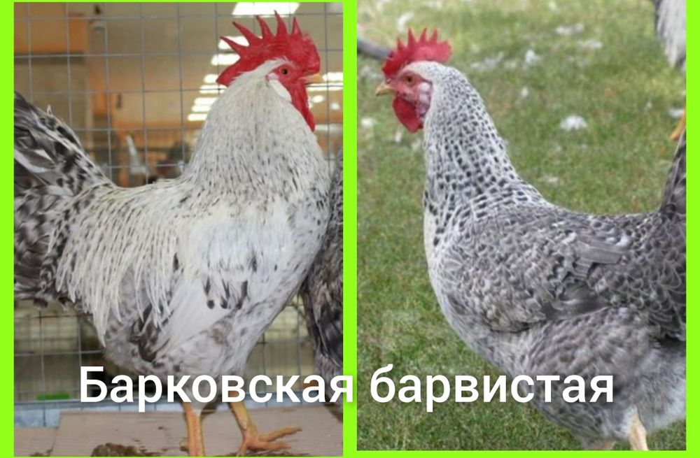 Продам Цыплят. Цены разные..