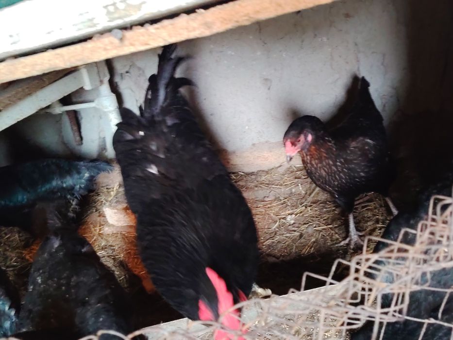 Joydori tovuqlar tezda sotiladi