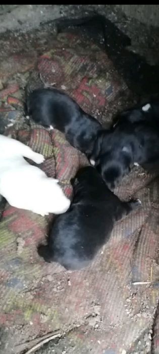 Подарявам кученца