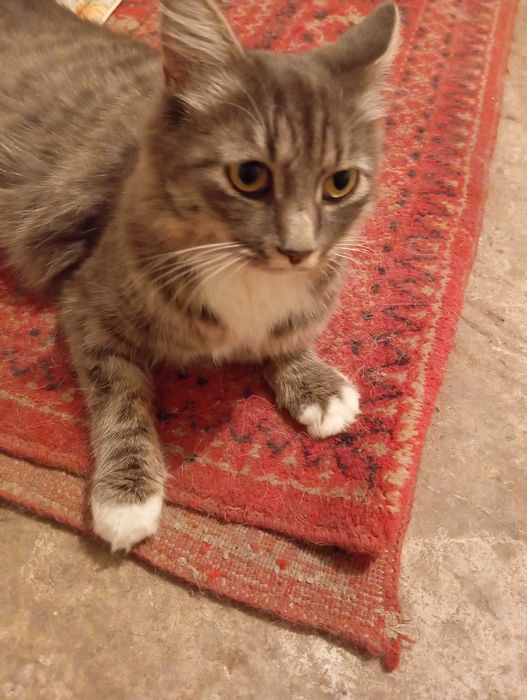 Кошка в добрые руки