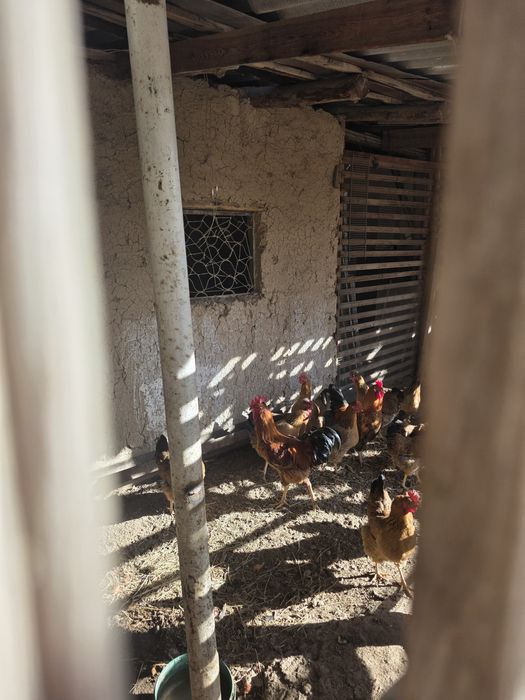 Домашние яйца в городе