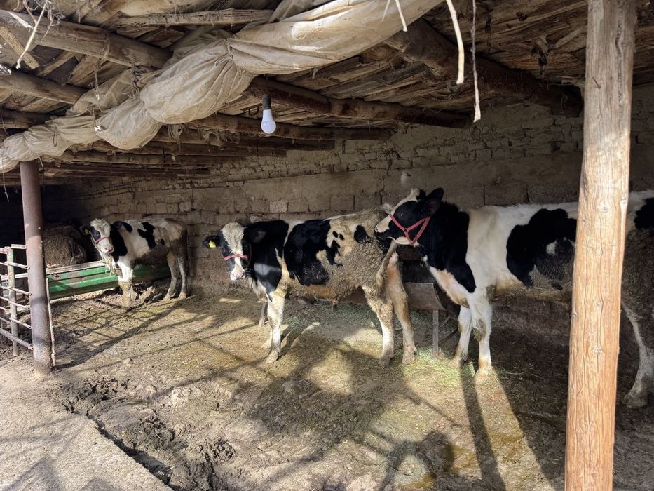 Букалар сотилади