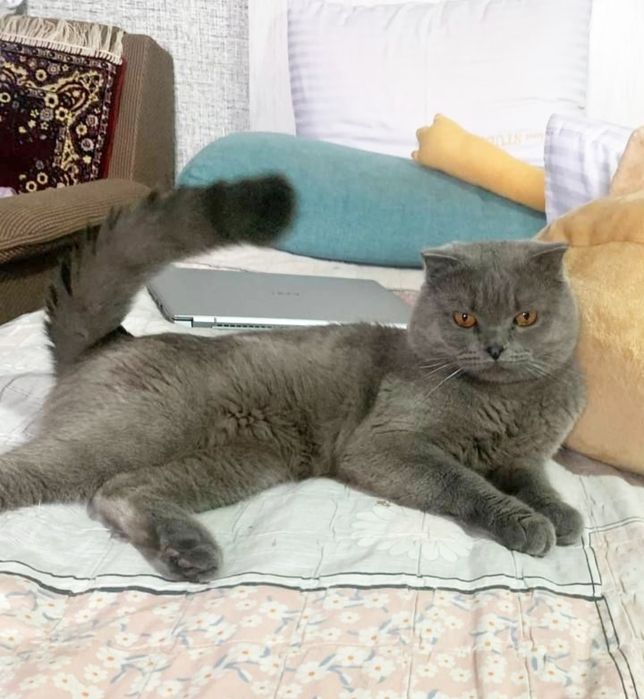 Скотиш фолд скоиш страйт