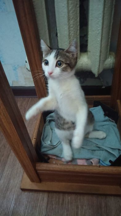Отдам в добрые руки котенка