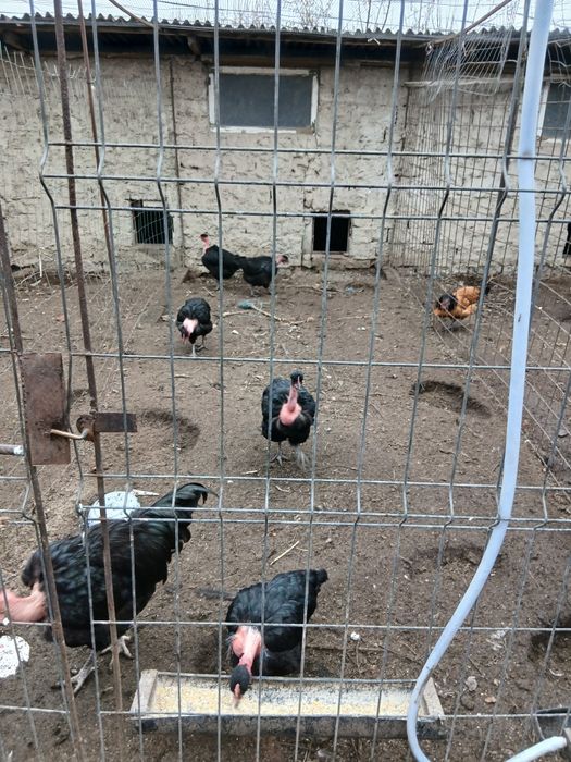 Oua gat golas de Transilvania