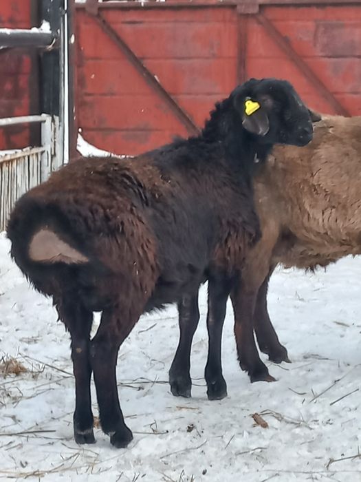 Продам  Кошкарчика.