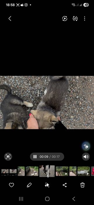 Очень красивые щенки девочки, мальчики,