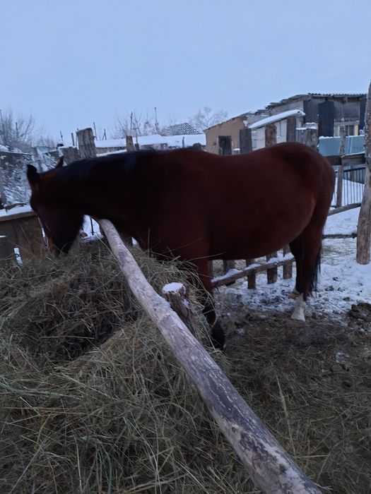 продам кобыла 6 лет