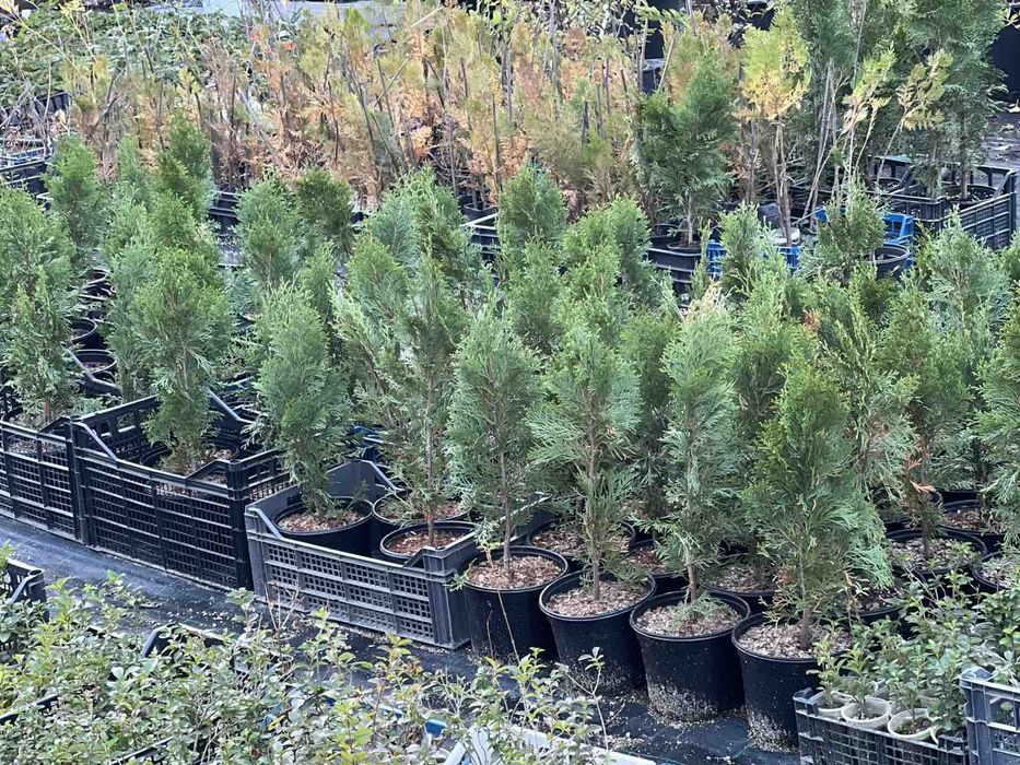 Туя смарагд 50-70 см