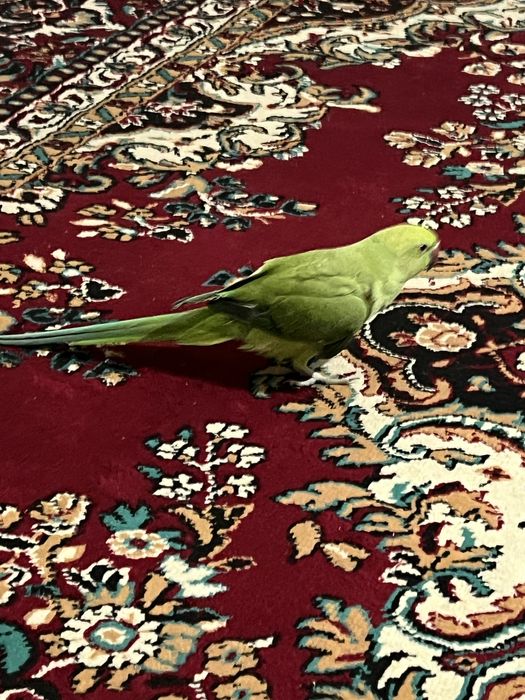 Срочно продам ожирелье ручной