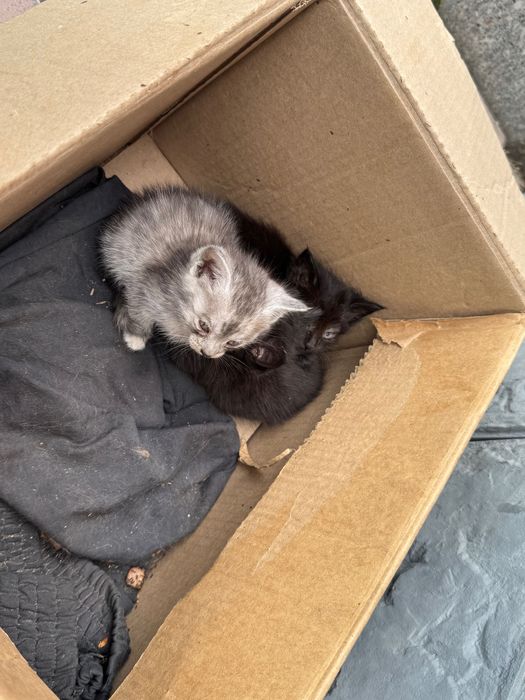 Котята в хорошие руки