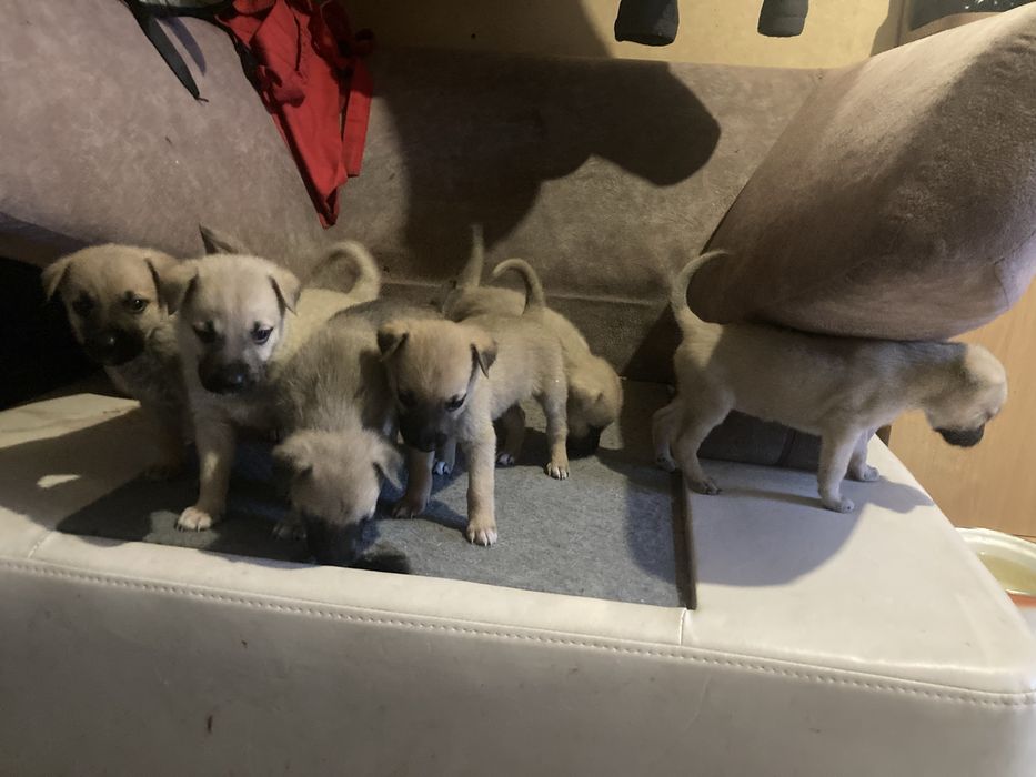 Дарю щенков метисов