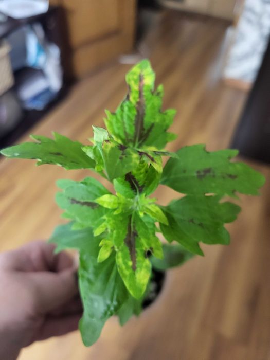 Комнатные цветы колеусы