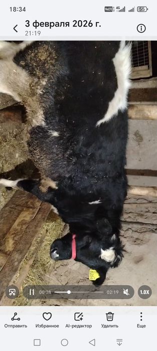 Пародали гунажин сотилади