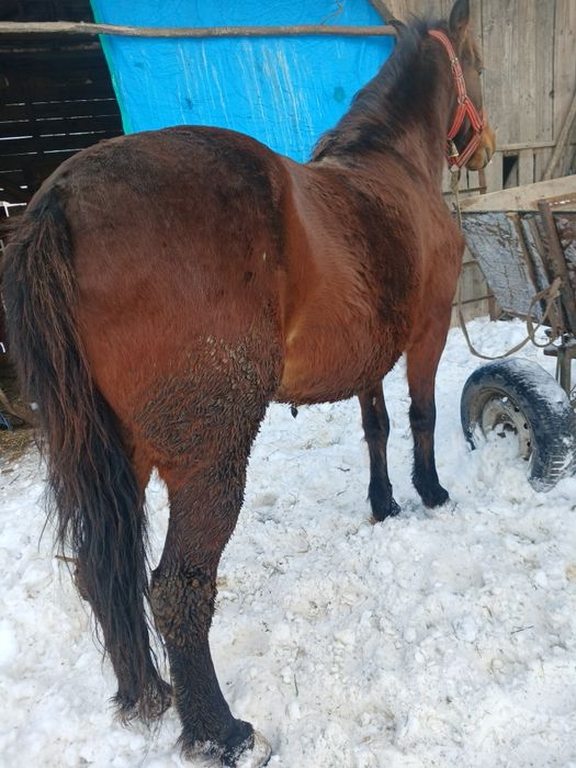 Vând manza de 5 ani,sau schimb cu vaca sau vitei