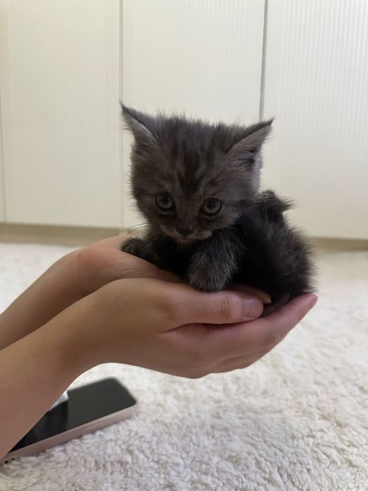 Продам котят, метисы британцев