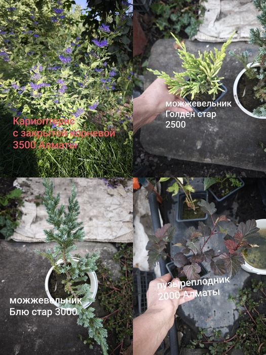 Цветы, кустарники и хвойные