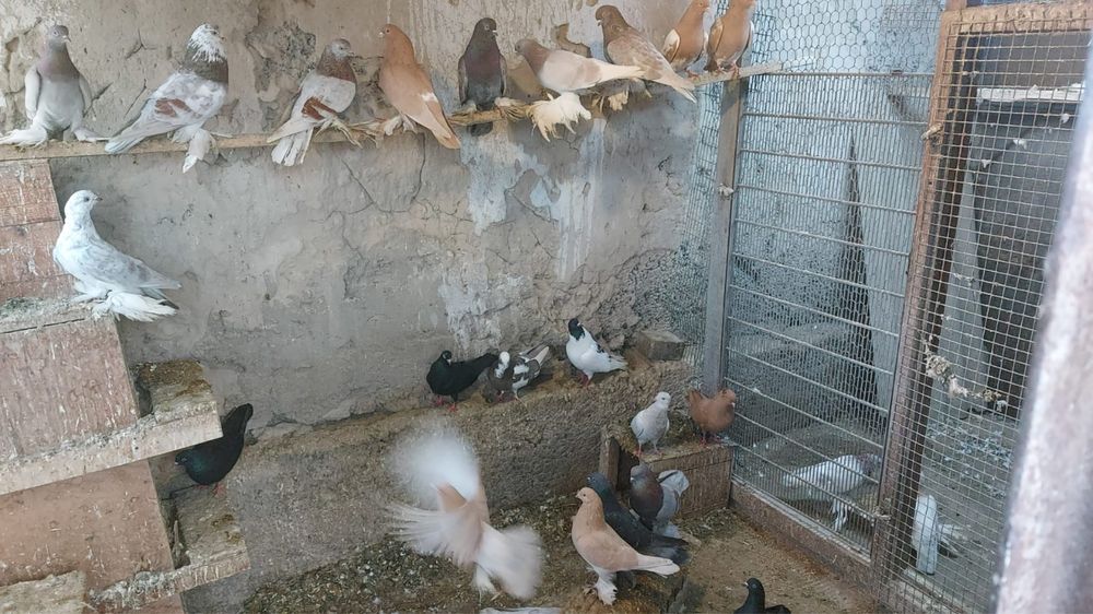 Продам лысых,лохмоногих голубей