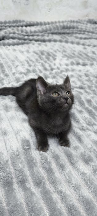 2 кошечки, серенькие