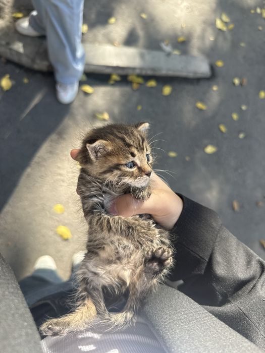 Котенок мальчик крошечный