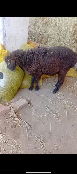 Qochqor barrala sotiladi