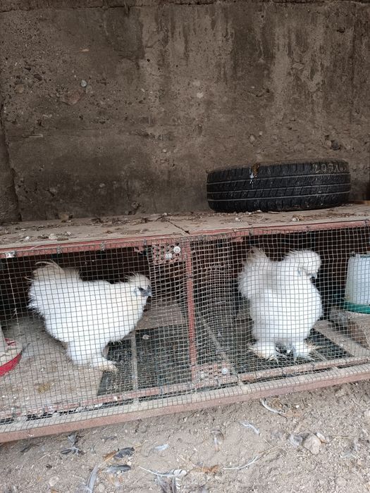 Cocosi mătase japoneză și italiană